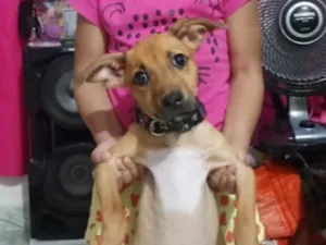 Cachorro raça SRD-ViraLata idade 2 anos nome mel
