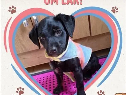 Cachorro raça SRD-ViraLata idade 2 a 6 meses nome Sem nome
