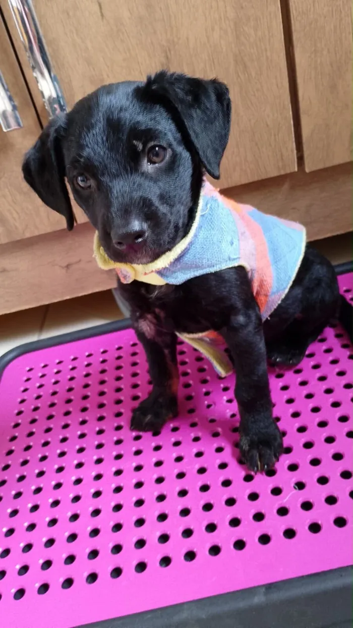 Cachorro raça SRD-ViraLata idade 2 a 6 meses nome Sem nome