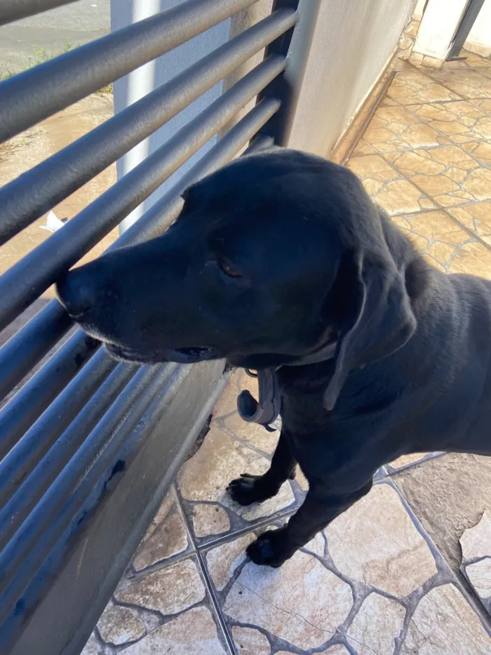 Cachorro raça Labrador idade 5 anos nome Negão