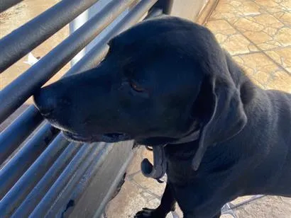 Cachorro raça Labrador idade 5 anos nome Negão