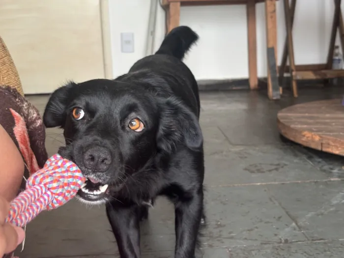 Cachorro raça SRD-ViraLata idade 2 anos nome Frederico