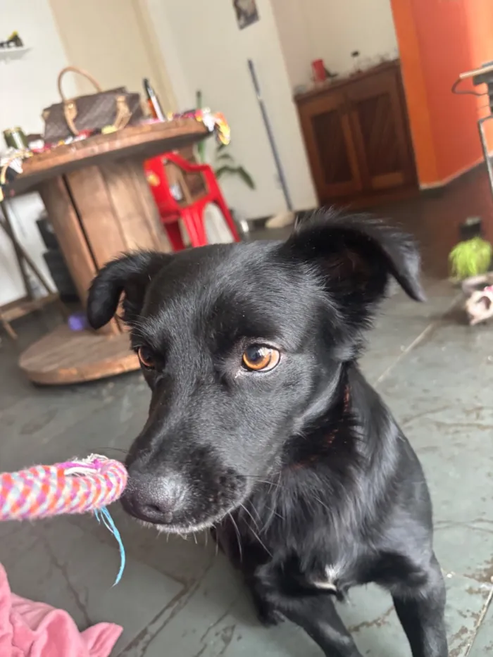 Cachorro raça SRD-ViraLata idade 2 anos nome Frederico