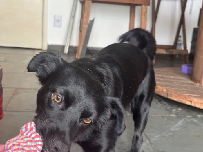 Cachorro raça SRD-ViraLata idade 2 anos nome Frederico