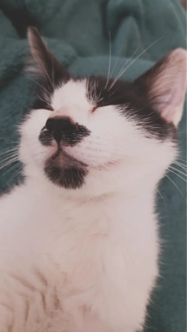 Gato raça SRD-ViraLata idade 2 a 6 meses nome Diana 