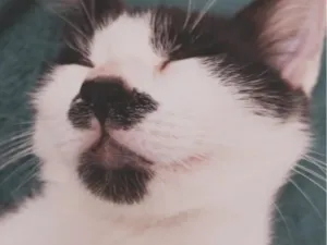 Gato raça SRD-ViraLata idade 2 a 6 meses nome Diana 