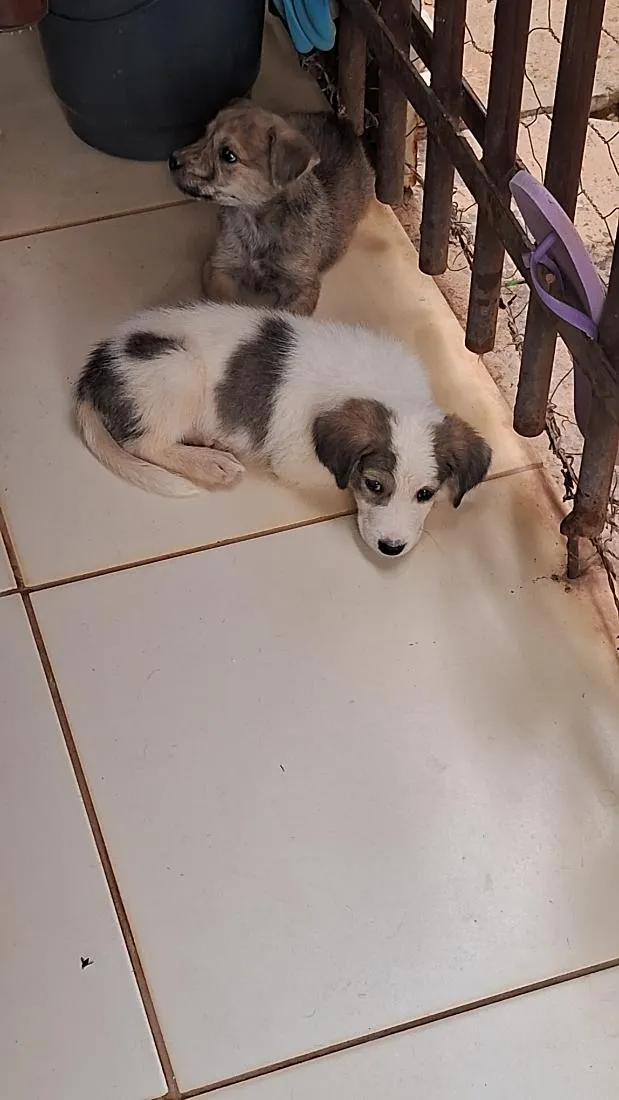 Cachorro raça SRD-ViraLata idade 2 a 6 meses nome sem 