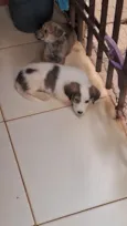 sem