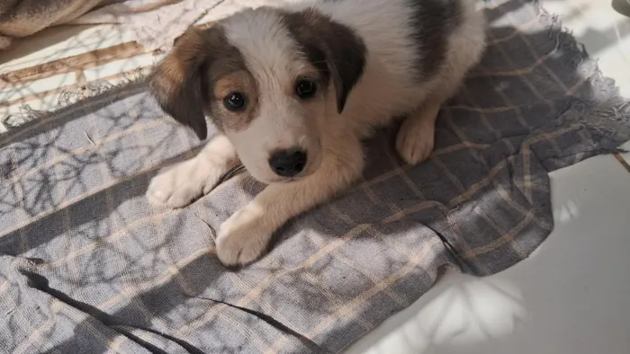 Cachorro raça SRD-ViraLata idade 2 a 6 meses nome sem 