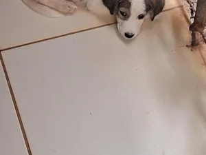 Cachorro raça SRD-ViraLata idade 2 a 6 meses nome sem 