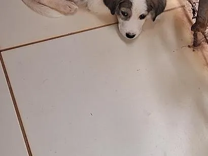Cachorro raça SRD-ViraLata idade 2 a 6 meses nome sem 