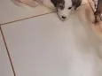 sem