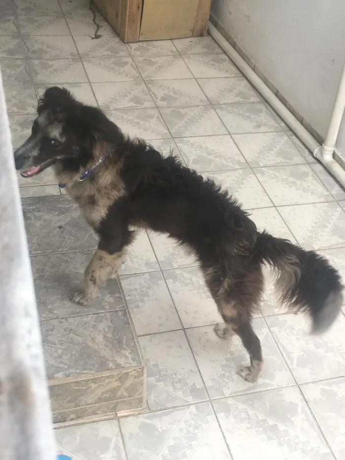 Cachorro raça Border collie idade 4 anos nome Escott