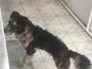 Cachorro raça Border collie idade 4 anos nome Escott