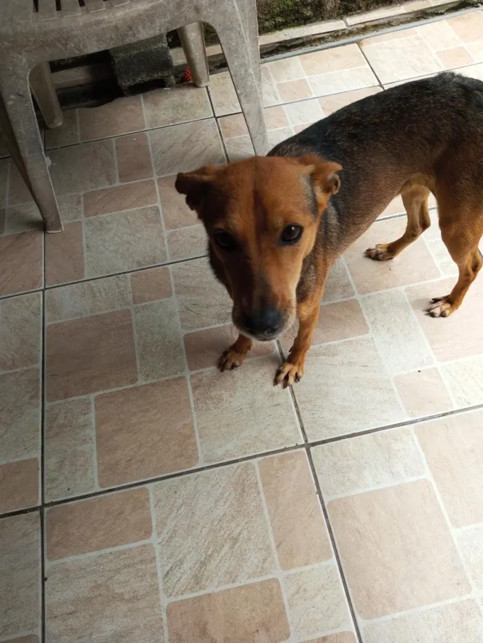 Cachorro raça SRD-ViraLata idade 2 anos nome Lili