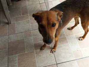 Cachorro raça SRD-ViraLata idade 2 anos nome Lili