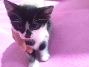 Gato raça SRD-ViraLata idade Abaixo de 2 meses nome gato, gato e gato 