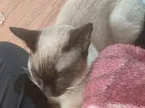 Gato raça Siamês idade 2 a 6 meses nome Zeus e Hinata ( nome temporário pois estão pouco tempo comigo)