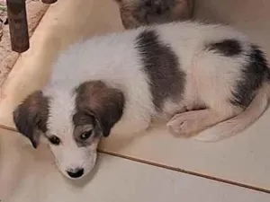 Cachorro raça SRD-ViraLata idade 2 a 6 meses nome sem 
