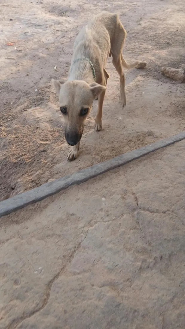 Cachorro raça SRD-ViraLata idade 7 a 11 meses nome Lila 