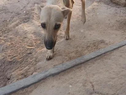 Cachorro raça SRD-ViraLata idade 7 a 11 meses nome Lila 