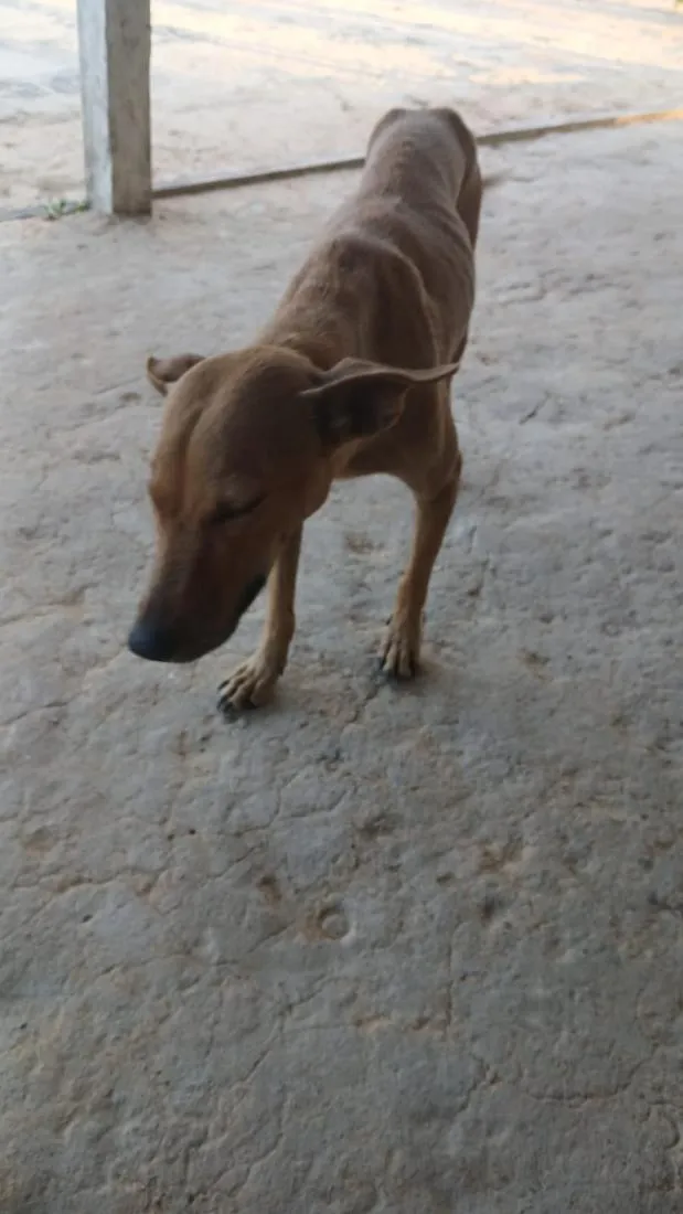 Cachorro raça SRD-ViraLata idade 6 ou mais anos nome Mel