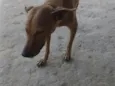 Mel