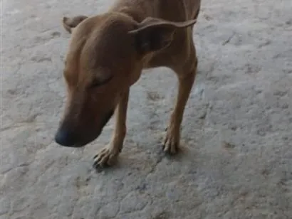 Cachorro raça SRD-ViraLata idade 6 ou mais anos nome Mel