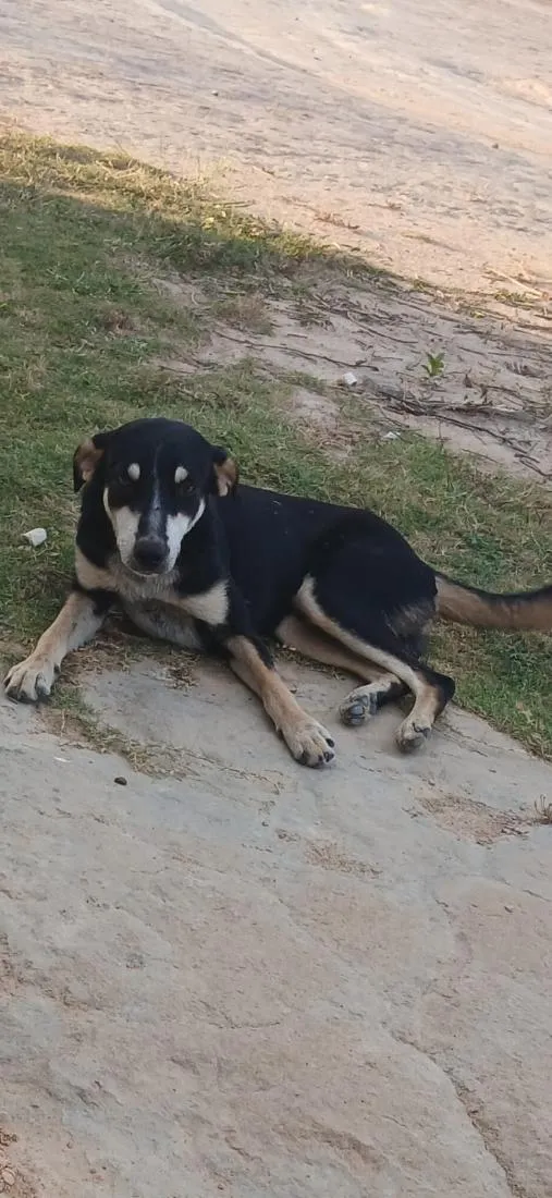 Cachorro raça SRD-ViraLata idade 3 anos nome demogorg 