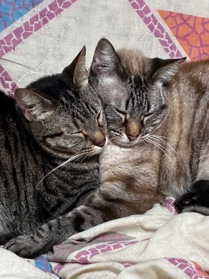 Gato raça SRD-ViraLata idade 3 anos nome YUUMI e Haru