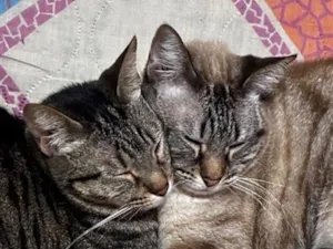 Gato raça SRD-ViraLata idade 3 anos nome YUUMI e Haru