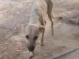 Lila 