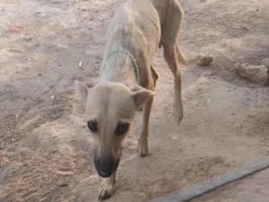 Cachorro raça SRD-ViraLata idade 7 a 11 meses nome Lila 