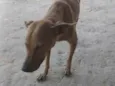 Mel