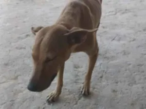 Cachorro raça SRD-ViraLata idade 6 ou mais anos nome Mel