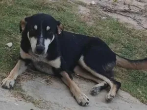 Cachorro raça SRD-ViraLata idade 3 anos nome demogorg 