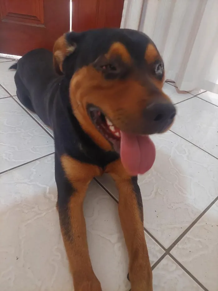Cachorro raça Rottweiler idade 7 a 11 meses nome desconhecido