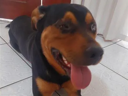 Cachorro raça Rottweiler idade 7 a 11 meses nome desconhecido