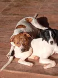 A branca e preta se chama (Luna). e a outra branca e marrom se chama (Safira)