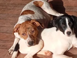 Cachorro raça SRD-ViraLata idade 7 a 11 meses nome A branca e preta se chama (Luna). e a outra branca e marrom se chama (Safira)