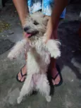 Filó
