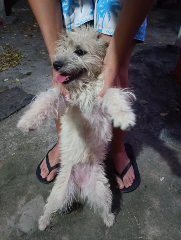 Cachorro raça SRD-ViraLata idade 7 a 11 meses nome Filó