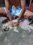 Filó