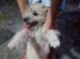 Filó