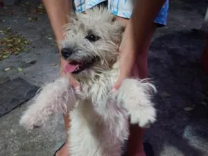 Cachorro raça SRD-ViraLata idade 7 a 11 meses nome Filó
