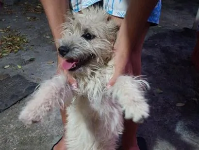 Cachorro raça SRD-ViraLata idade 7 a 11 meses nome Filó