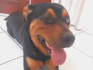 Cachorro raça Rottweiler idade 7 a 11 meses nome desconhecido