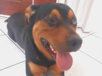 Cachorro raça Rottweiler idade 7 a 11 meses nome desconhecido