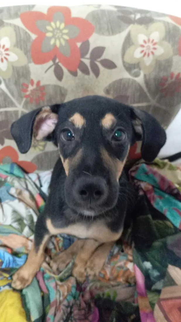 Cachorro raça SRD-ViraLata idade 1 ano nome Pingo
