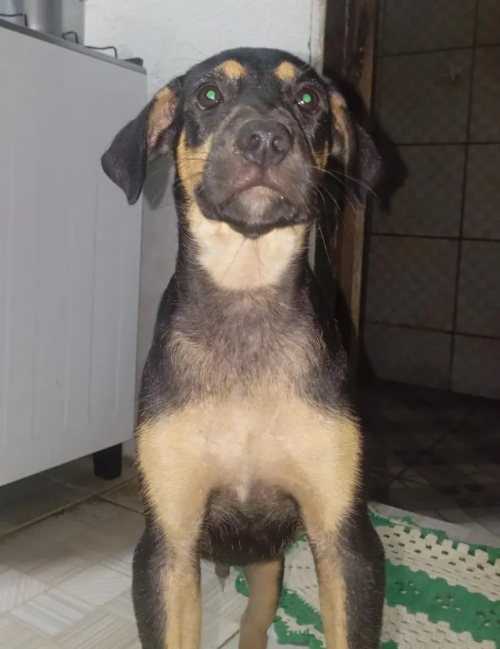 Cachorro raça SRD-ViraLata idade 1 ano nome Pingo